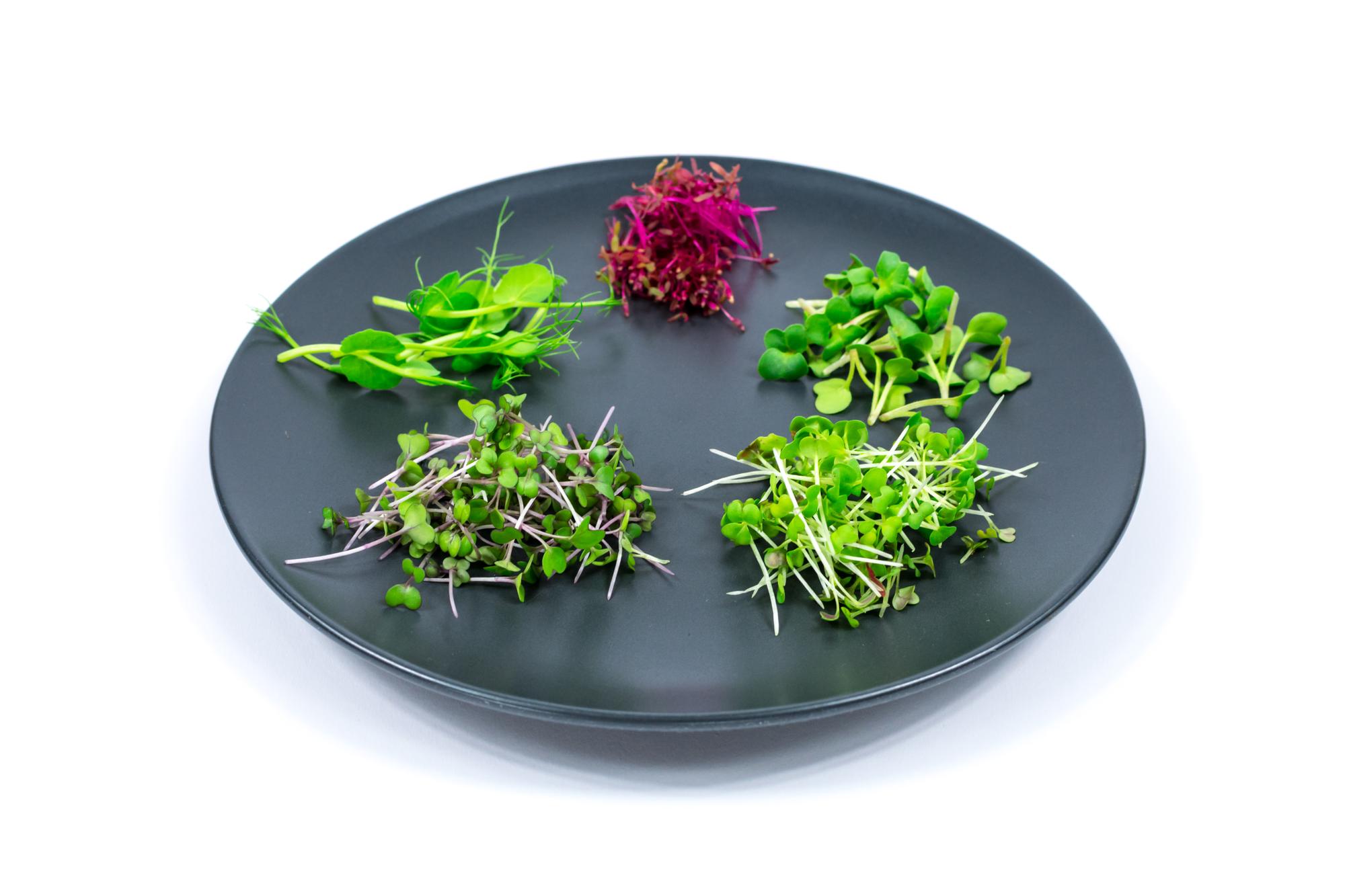 Plated seasonal dish with microgreens and sauce brush